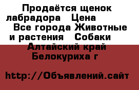 Продаётся щенок лабрадора › Цена ­ 30 000 - Все города Животные и растения » Собаки   . Алтайский край,Белокуриха г.